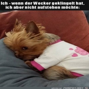 fun-Bild: Ich will liegenbleiben