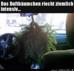Groer-Duftbaum.jpg auf www.funpot.net