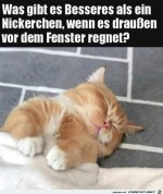 Ein-Nickerchen-tut-immer-gut.jpg auf www.funpot.net