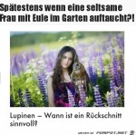 Wann-sollte-man-Lupinen-zurckschneiden?.jpg auf www.funpot.net