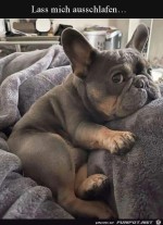 Hund-ist-noch-mde.jpg auf www.funpot.net