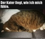 Die-Katze-kann-es-nicht-glauben.jpg auf www.funpot.net