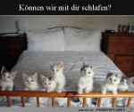 Se-Ktzchen.jpg auf www.funpot.net
