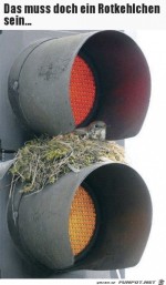 Rotkehlchen.jpg auf www.funpot.net