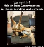 Hund-falsch-zusammengebaut.jpg auf www.funpot.net