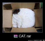 Typisch-Katze.jpg auf www.funpot.net