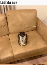 Katze-ldt.jpg auf www.funpot.net