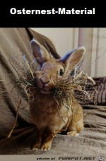 Fleiiger-Osterhase.jpg auf www.funpot.net