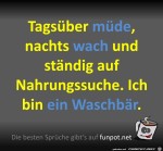Ein-Waschbr.jpg auf www.funpot.net