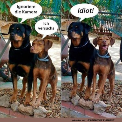 Wenn-Hundeportraits-schieflaufen.jpg von Josie-96