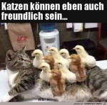 Freundliche-Katze.jpg auf www.funpot.net