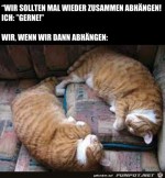 Katzen-hngen-ab.jpg auf www.funpot.net
