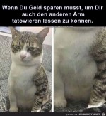 Katze-muss-sparen.jpg auf www.funpot.net