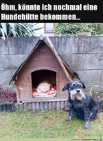 Ich-htte-gerne-eine-neue-Hundehtte.jpg auf www.funpot.net