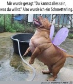 Ein-besonderer-Schmetterling.jpg auf www.funpot.net