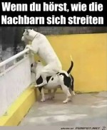 Neugierige-Hunde.jpg auf www.funpot.net