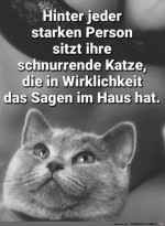 Eine-schnurrende-Katze.jpg auf www.funpot.net