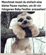 Niedliches-Baby-Faultier.jpg auf www.funpot.net
