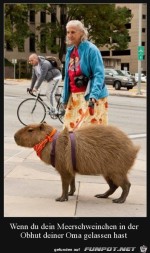 Wenn-dein-Meerschweinchen-bei-Oma-war.jpg auf www.funpot.net