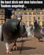 Die-Tauben-Gang.jpg auf www.funpot.net