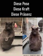 Witzige-Katze.jpg auf www.funpot.net