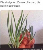 Super-Zimmerpflanze.jpg auf www.funpot.net