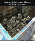In-dieser-Mlltonne-wohnen-wir.jpg auf www.funpot.net