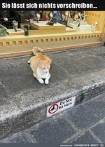 Typisch-Katze.jpg auf www.funpot.net