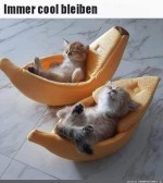 Immer-cool-bleiben.jpg auf www.funpot.net