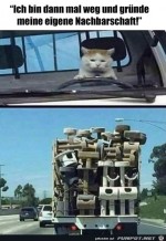 Katze-auf-groer-Fahrt.jpg auf www.funpot.net