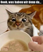Lass-mal-gucken.jpg auf www.funpot.net