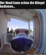 Hund-kann-klingeln.jpg auf www.funpot.net