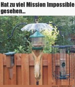 Akrobatisches-Hrnchen.jpg auf www.funpot.net