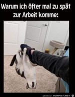 Das-ist-eine-Begrndung.jpg auf www.funpot.net