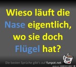 Die-Nase-luft.jpg auf www.funpot.net