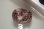 Goldiger-Igel.mp4 auf www.funpot.net