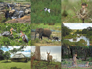 klicke hier, um die Datei herunterzuladen Kruger National Park