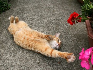 Cats World