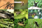 Insekten-6.ppsx auf www.funpot.net