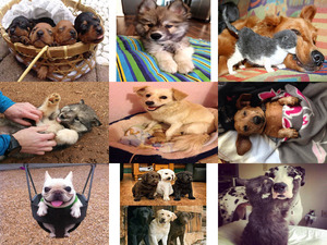 klicke hier, um die Datei herunterzuladen Tierfreunde