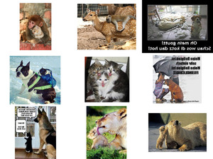klicke hier, um die Datei herunterzuladen Tiere melden sich 8