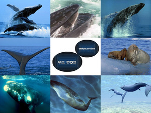 Ein Platz genannt Erde 1530