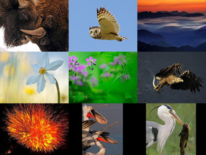 klicke hier, um die Datei herunterzuladen wildwonders