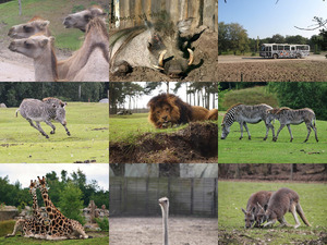Beekse Bergen Safari Park