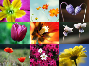 klicke hier, um die Datei herunterzuladen Traumhafte Aufnahmen von Blumen und Blüten