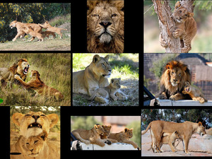L�wen und ihre Jungen