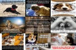 Tiere-melden-sich.pps auf www.funpot.net