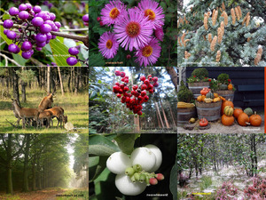 schne Herbstbilder
