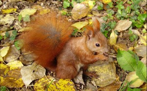 klicke hier, um die Datei herunterzuladen und es ist Herbst