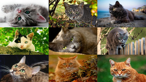 klicke hier, um die Datei herunterzuladen Sehr schöne Katzenaugen